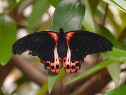 Close-up of the colorful, beautiful, patterned butterfly on the green, shiny leaf of the plant