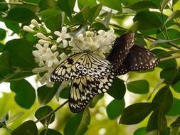 two tropical butterflies feeding on white flowers