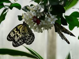 White Baumnymphe Butterfly