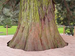 Giant Redwood Sequoiadendron tree