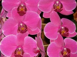 extraordinarily beautiful Pink Orchid