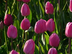 Pink Light Field Tulips