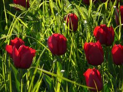 red Tulip Field flowers