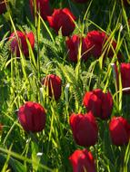 red tulips in green grass close up