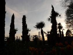 exotic trees in Botanical Garden at dusk