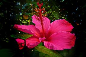 magnificent Hibiscus Flower in the shade of plants