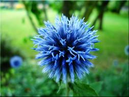 Closeup photo of Blue Globe Thistle in Garden