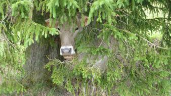 the cow is hiding under the spruce from the rain