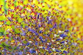 disk florets of Sunflower, macro