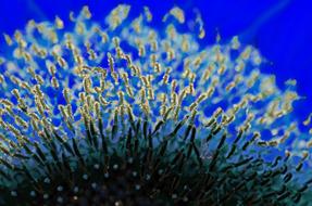 Blue Sunflower