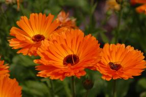 ravishing Gerbera Flower Orange