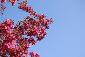 Cherry Blossoms Flowers and blue sky