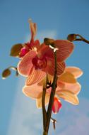 colorful orchid in sunlight