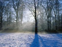 snow on the ground among the trees in the forest