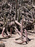 Cactus Desert sand