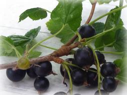 Blackcurrant Berry and green leaf