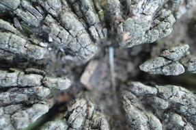 weathered wooden fence post, macro