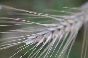 ear of grain close-up on blurred background