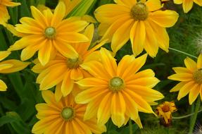 goodly Flowers Meadow Yellow
