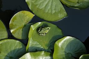 Green leaves and The Frog in Pond