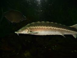 Colorful European Sturgeon fish, swimming in the dark water