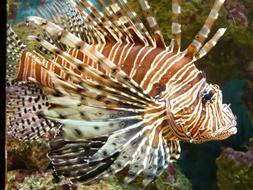 Lionfish Pacific