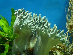 Close-up of the beautiful, green coral in the water of aquarium, in light