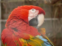 Green Macaw Parrot Dark Red
