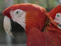 Green Macaw Parrots Red face