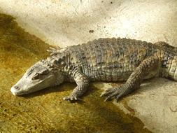 Caiman Crocodile Yacare