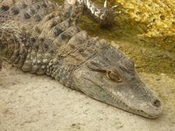 Spectacled Caima, Crocodile rests on waterside
