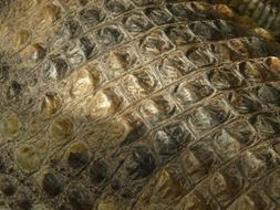 crocodile skin close up