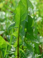 green Dandelion Leaf