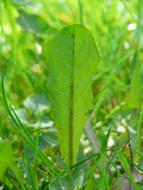 Common Dandelion Leaf green