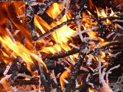 smoldering tree branches in a fire