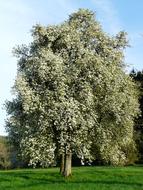 goodly Pear Blossom tree