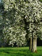 extraordinarily beautiful Pear tree