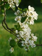 incredibly beautiful White Pear