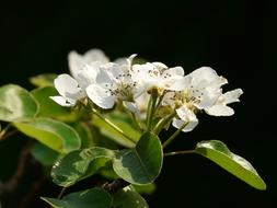 Beautiful white pear flowers with green leaves