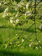 Flowers White Pear green grass