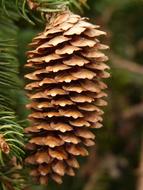 spruce Cone close up