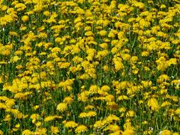 Close-up of the beautiful field, with the yellow, blooming dandelion flowers