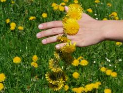 extraordinarily beautiful Dandelion Crown Wreath