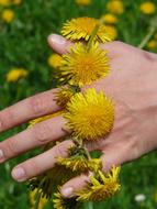 ravishing Dandelion Crown Wreath