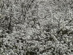 Blackthorn Prunus black and white