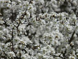 black and white Spinosa Hedge