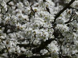 white blackthorn buds, close-up