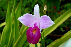colorful orchid in the garden on a blurred background