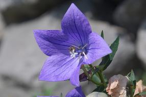 impressively beautiful Bloom Purple