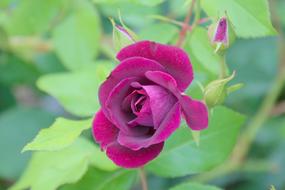 purple rose in the garden on a blurred background